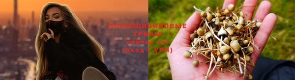 индика Михайловск